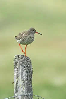 Yell: Common Redshank - on post
