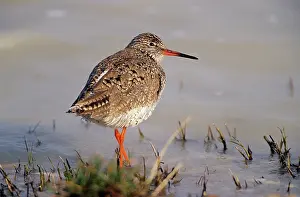 Redshanks: Common REDSHANK - Resting at lake edge