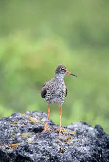 Redshanks: Common Redshank - on rock