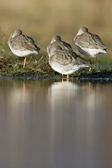 Redshanks: Common Redshank - Roosting