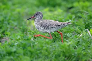 Redshanks: Common Redshank - running across a meadow