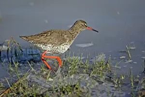 Redshanks: Common Redshank - searching for food on lake edge