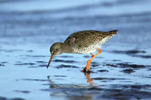Redshanks: Common Redshank - searching for food on mudflats
