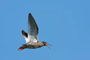 David Kilbey: Common Redshank - Single adult in flight calling