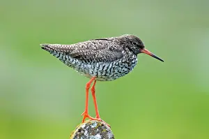 Redshanks: Common Redshank - standing on post