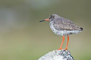 Redshanks: Common Redshank - Standing on rock
