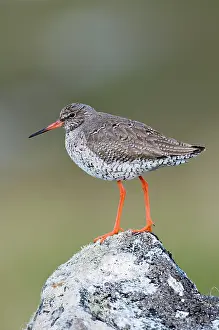 Redshanks: Common Redshank - Standing on rock