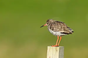Redshanks: Common Redshank - standing on wooden fence post