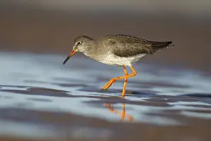 Flat: Common redshank (Tringa totanus) adult wading bird in a shallow pool of water on a beach