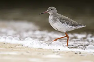Redshank: Common Redshank (Tringa totanus), Asturias, Spain
