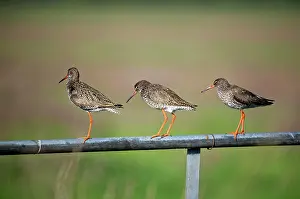 Tringa: Common redshank (Tringa totanus), on fence, Nijkerk
