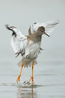 Tringa: Common Redshank (Tringa totanus) flapping its w