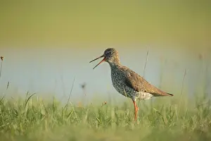 Tringa: Common redshank (Tringa totanus) in grassy meadow