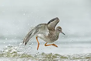 Tringa: Common Redshank (Tringa totanus) jumping around