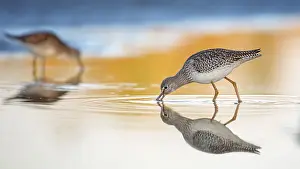 Tringa: Common Redshank (Tringa totanus) juvenile foraging, Lake