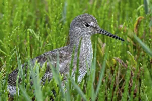 Hidden: Common redshank (Tringa totanus) juvenile hidden in vegetation with glasswort on the shore of coastal saltmarsh