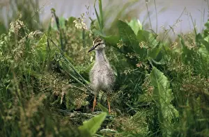 Tringa: Common Redshank (Tringa totanus) juvenile stand