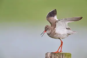 Tringa: Common redshank (Tringa totanus), Lower Saxony
