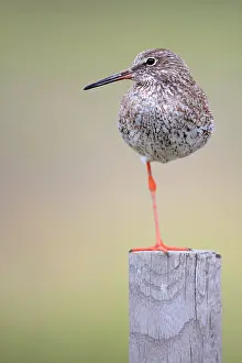 Piles: Common Redshank (Tringa totanus) observed on a pole