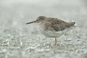 Tringa: Common Redshank (Tringa totanus) standing in sh