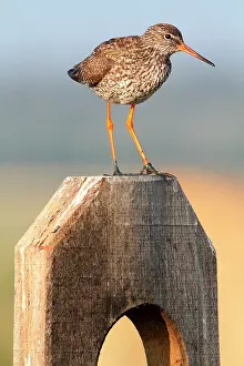Vendee: Common Redshank (Tringa totanus), Vendee, France