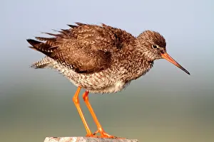 Tringa: Common Redshank (Tringa totanus), Vendee, France