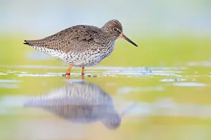 Tringa: Common Redshank (Tringa totanus), side view of a