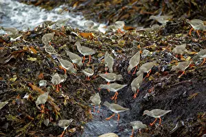 Redshanks: Common Redshank - and Turnstone (Arenaria interpres)