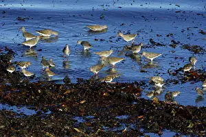 Redshanks: Common Redshank - and Turnstone (Arenaria interpres)