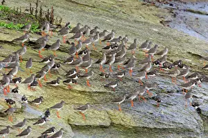 Redshanks: Common Redshank - and Turnstone (Arenaria interpres)