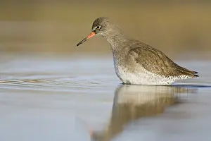 Redshanks: Common Redshank - Wading