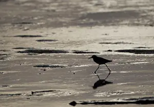 Redshank: Common Redshank - wading across tidal water on beach
