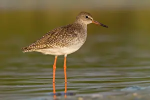 Redshanks: Common Redshank - walking on marsh