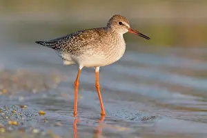 Redshanks: Common Redshank - walking on marsh