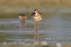 Redshanks: Common Redshank - walking on marsh calling
