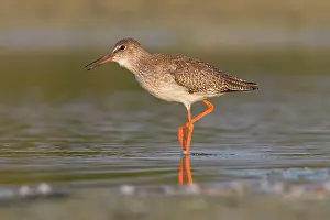 Redshanks: Common Redshank - walking on marsh calling
