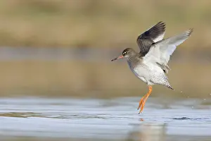 Redshanks: Common Redshank - Wing-flapping