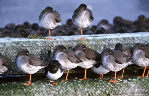 Chris Knights: Common REDSHANKS - roosting