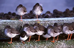 Chris Knights: Common REDSHANKS - roosting on wall