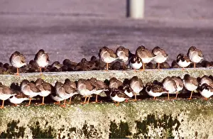 Chris Knights: Common REDSHANKS - sleeping on ledge