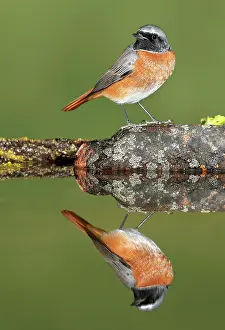 Phoenicurus: Common Redstart