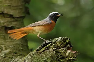 Phoenicurus: Common Redstart