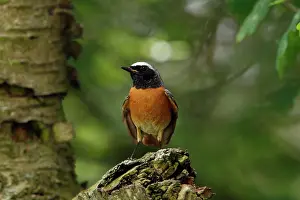 Phoenicurus: Common Redstart