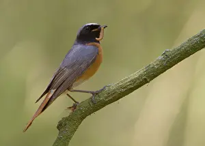 Phoenicurus: Common Redstart