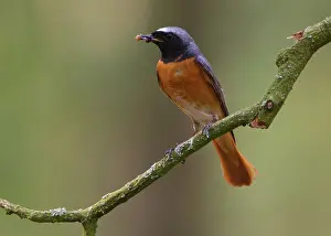 Phoenicurus: Common Redstart