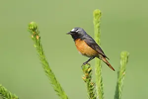 Phoenicurus: Common Redstart