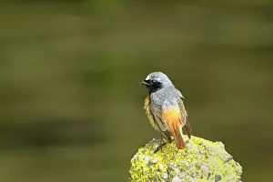 Phoenicurus: Common Redstart