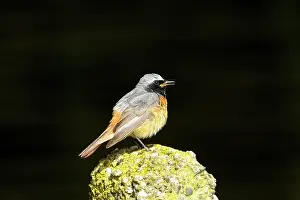Phoenicurus: Common Redstart