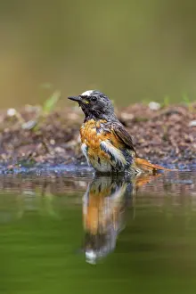 Phoenicurus: Common Redstart