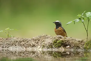 Phoenicurus: Common Redstart